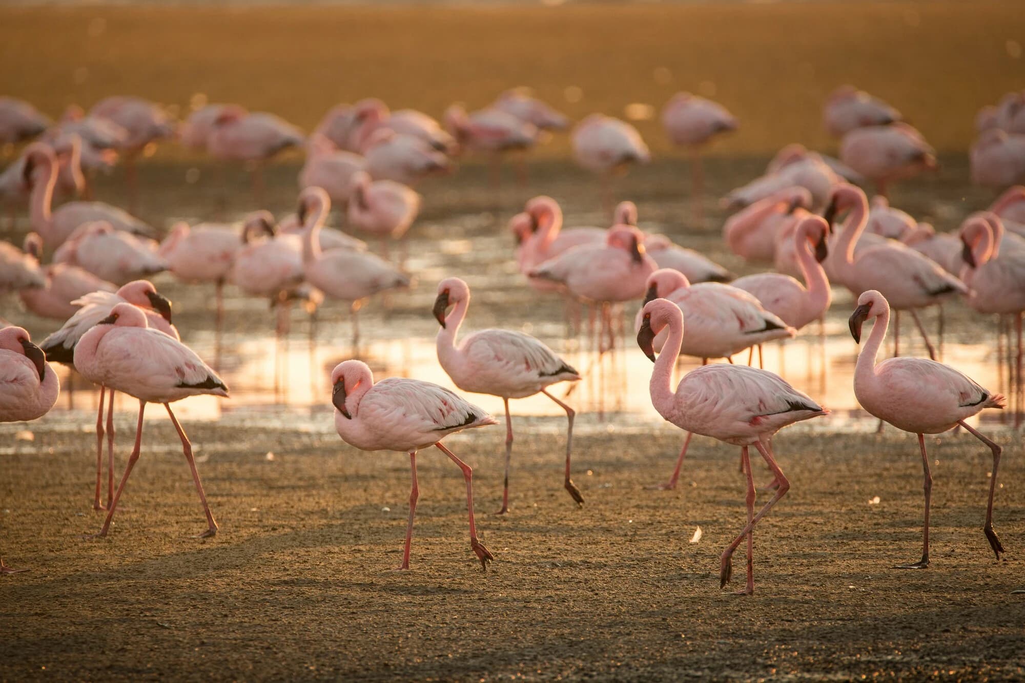 Safari vehicle viewing elephants in Maasai Mara at sunset