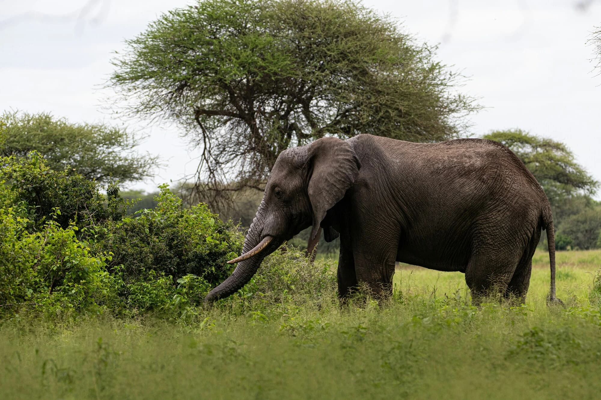 A rhino grazing in Ol Pejeta Conservancy with acacia trees in the background.