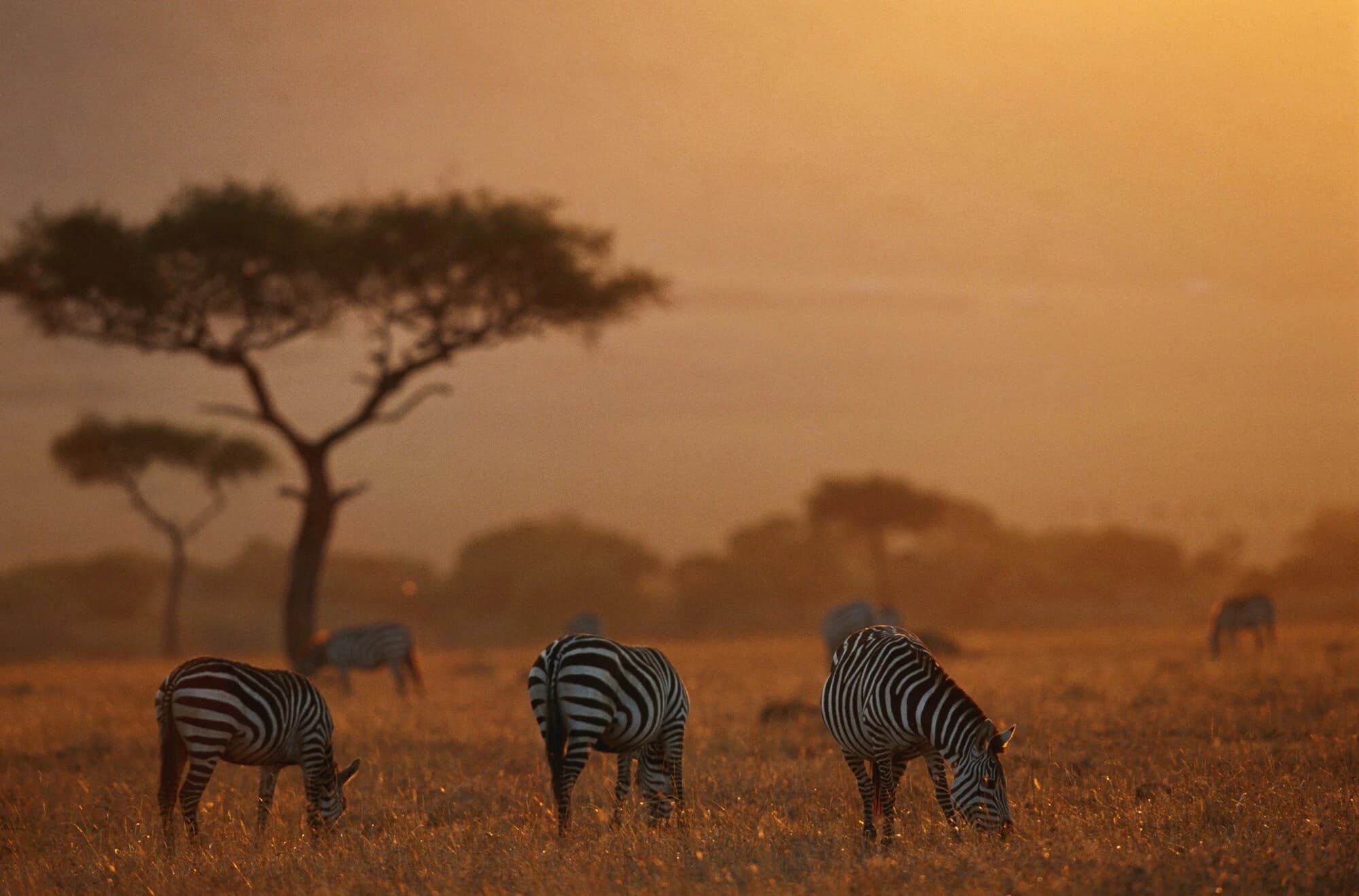 2 Days Tsavo East And Tsavo West - Safari Package