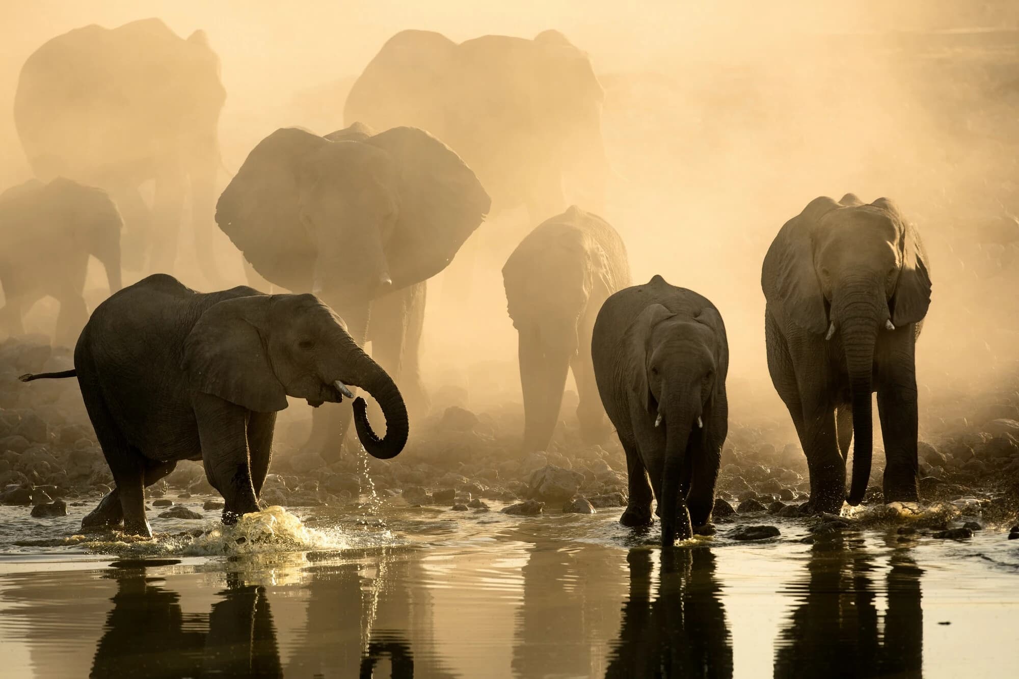 Elephants with Mount Kilimanjaro in Amboseli National Park