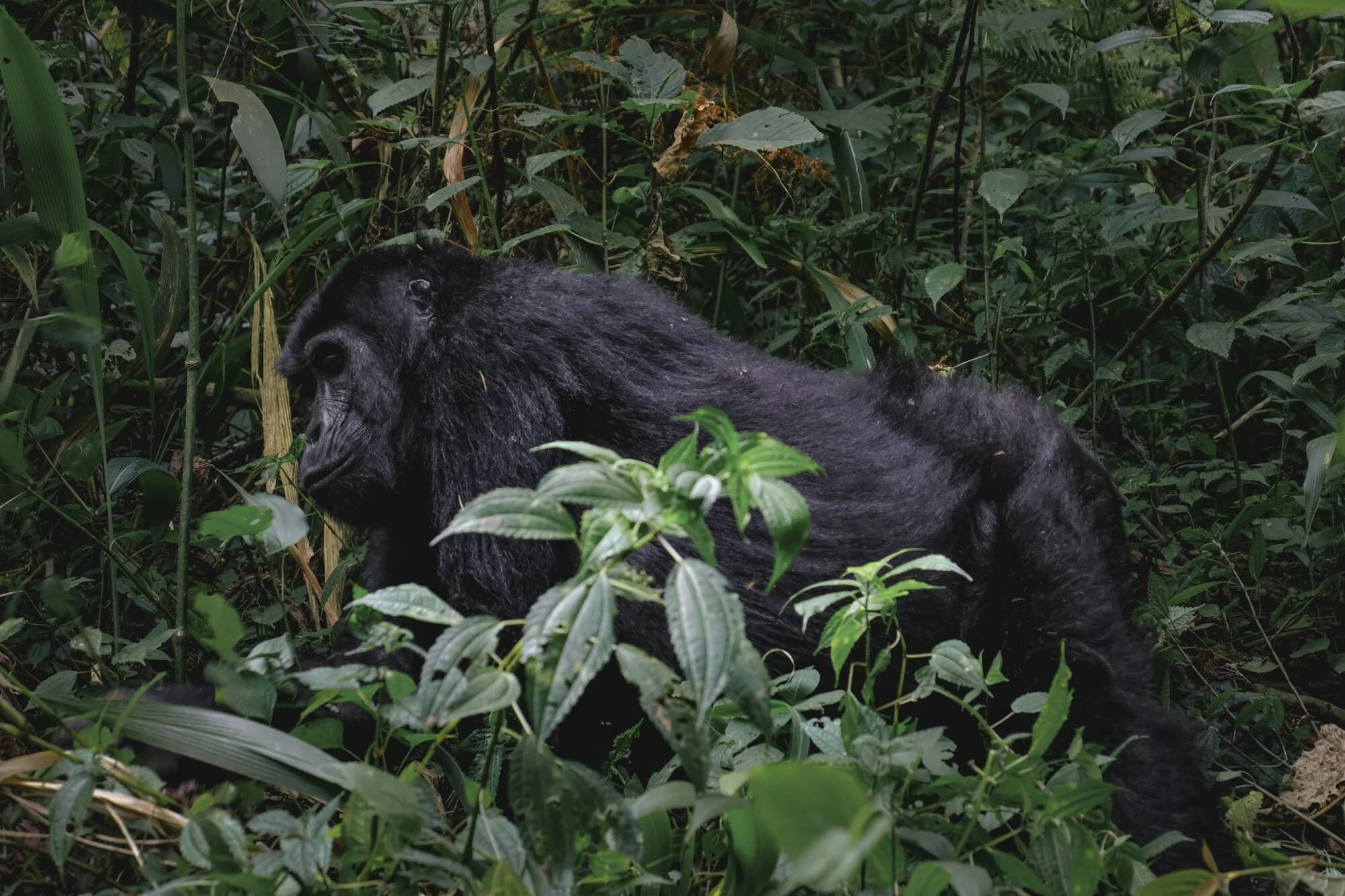 A mountain gorilla in the Bwindi rainforest