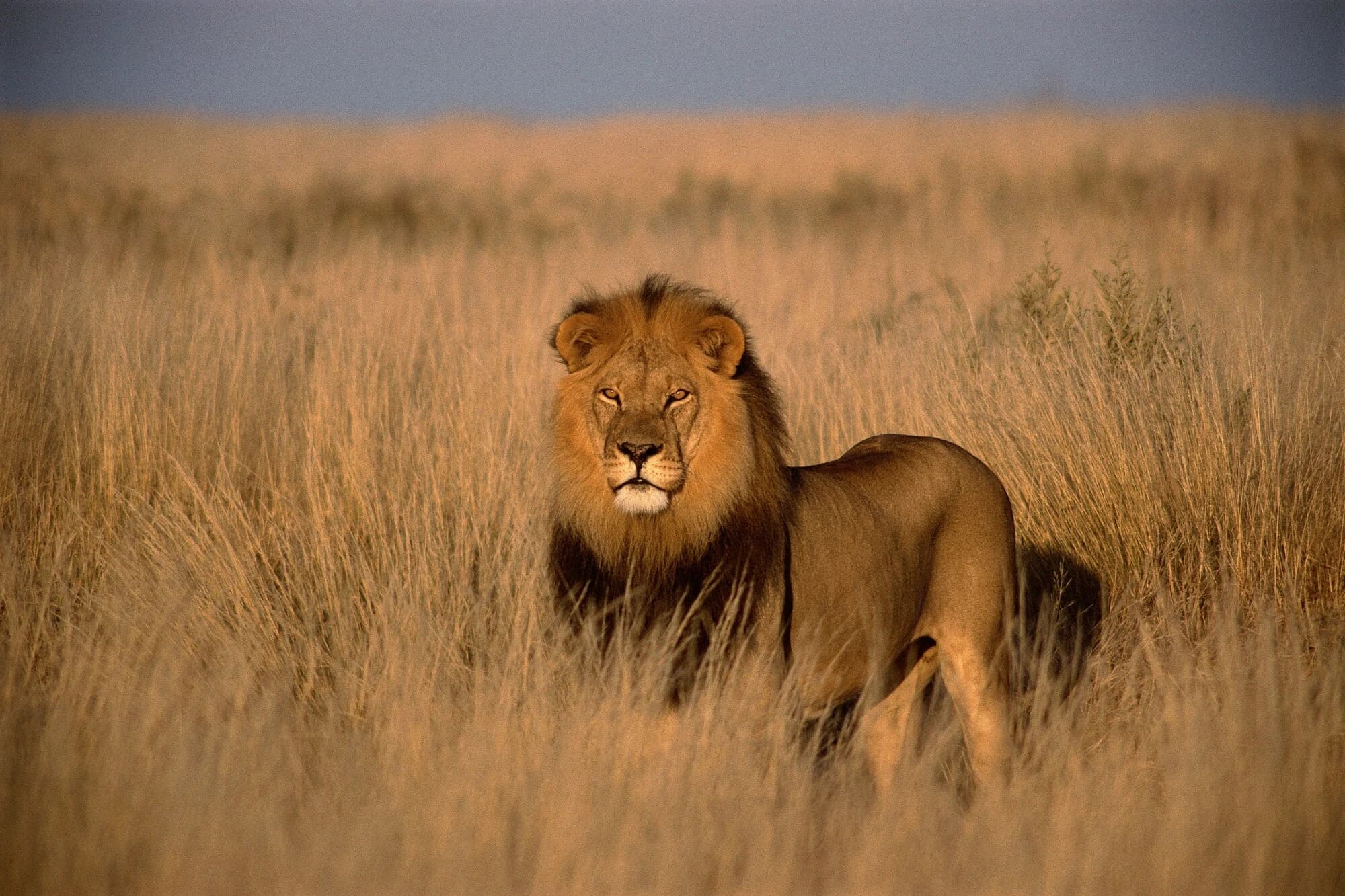 Luxury safari tent in Maasai Mara with wildlife in the background.