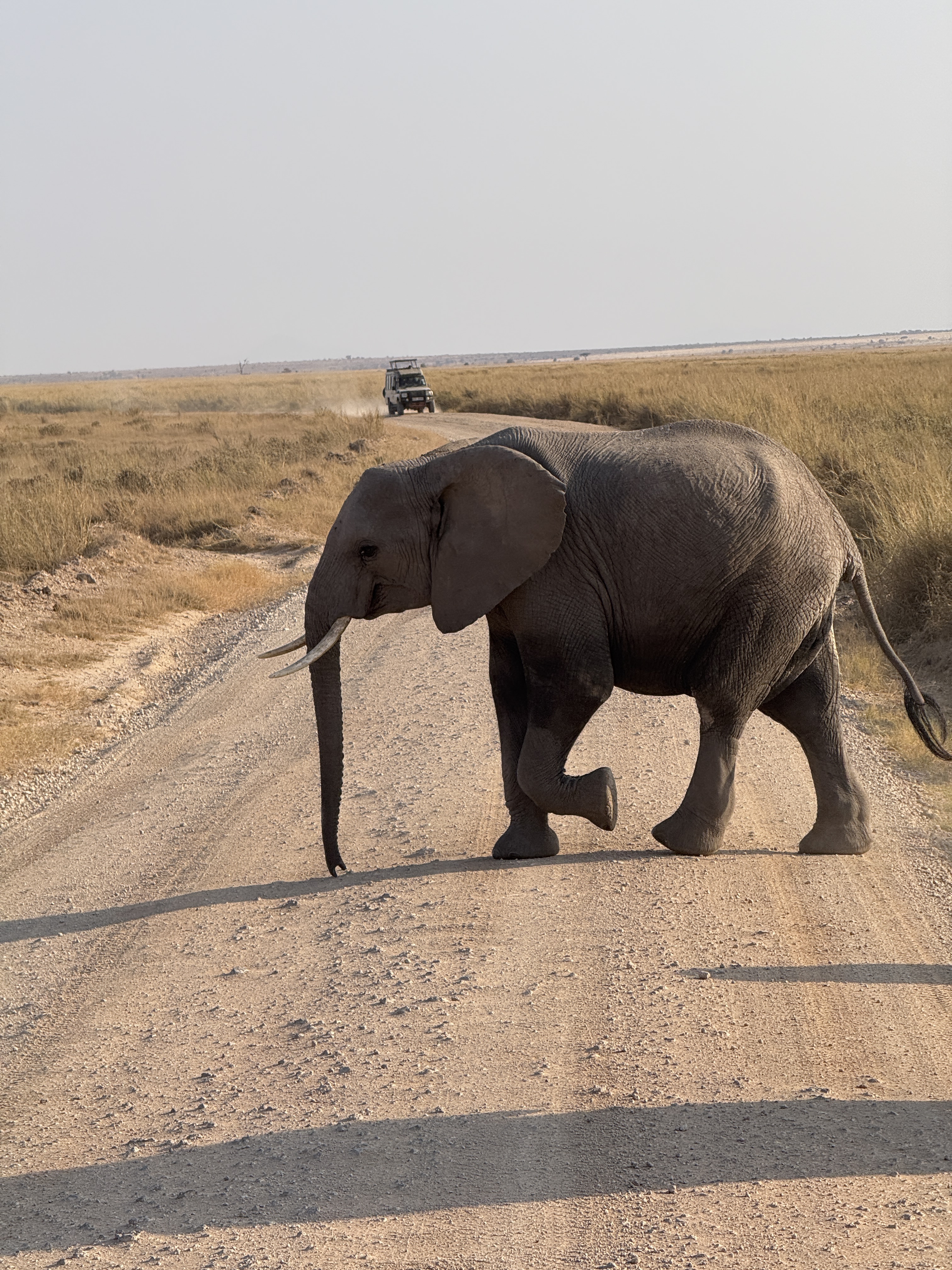 Elephant Crossing Road