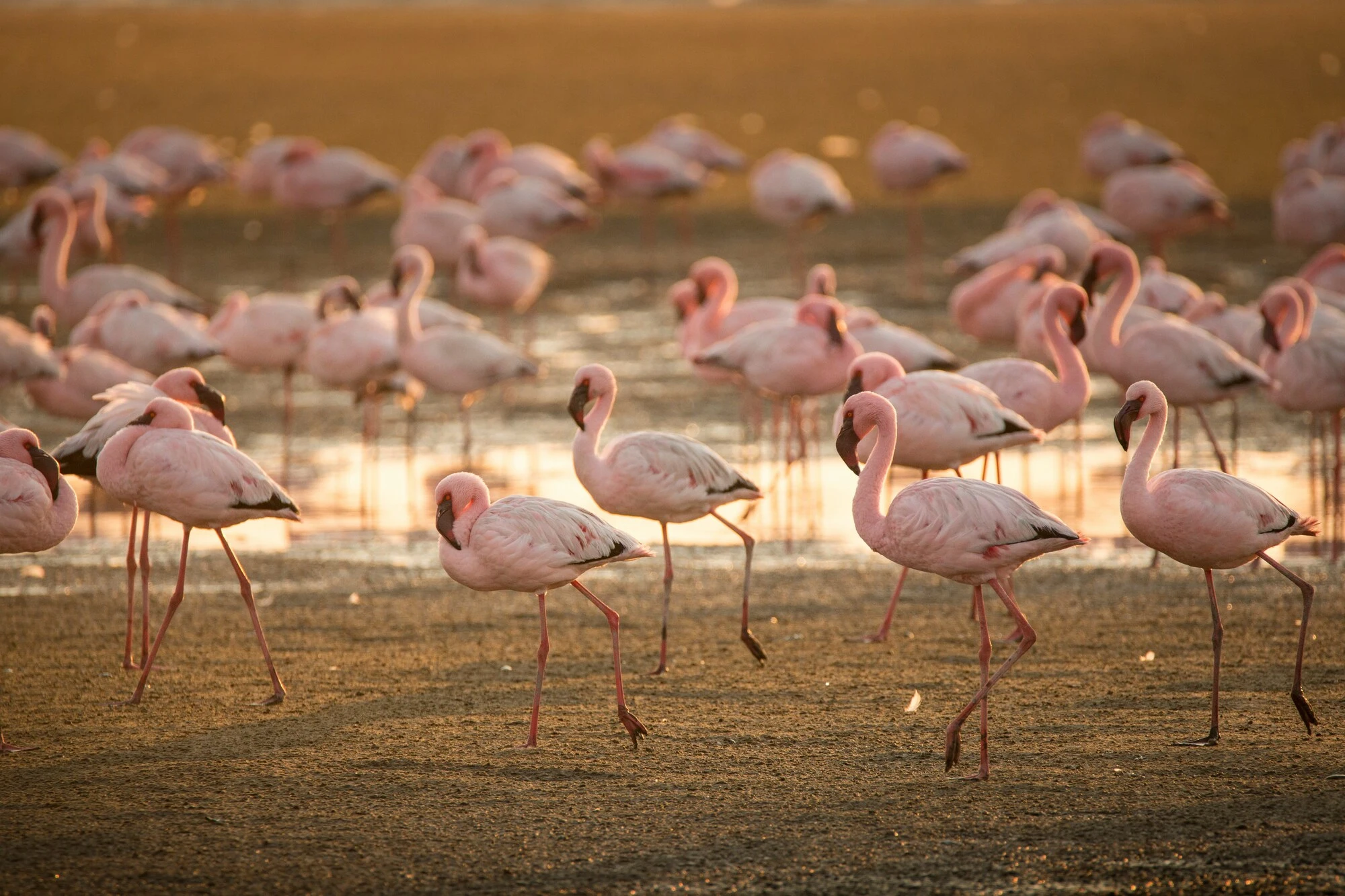 Safari vehicle viewing elephants in Maasai Mara at sunset