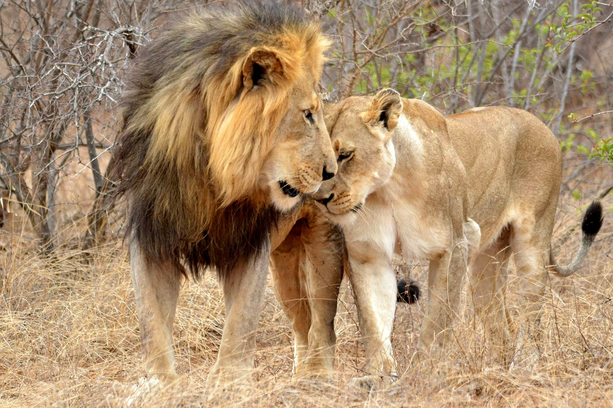 Elephants grazing in Aberdare National Park with a lush forest backdrop.