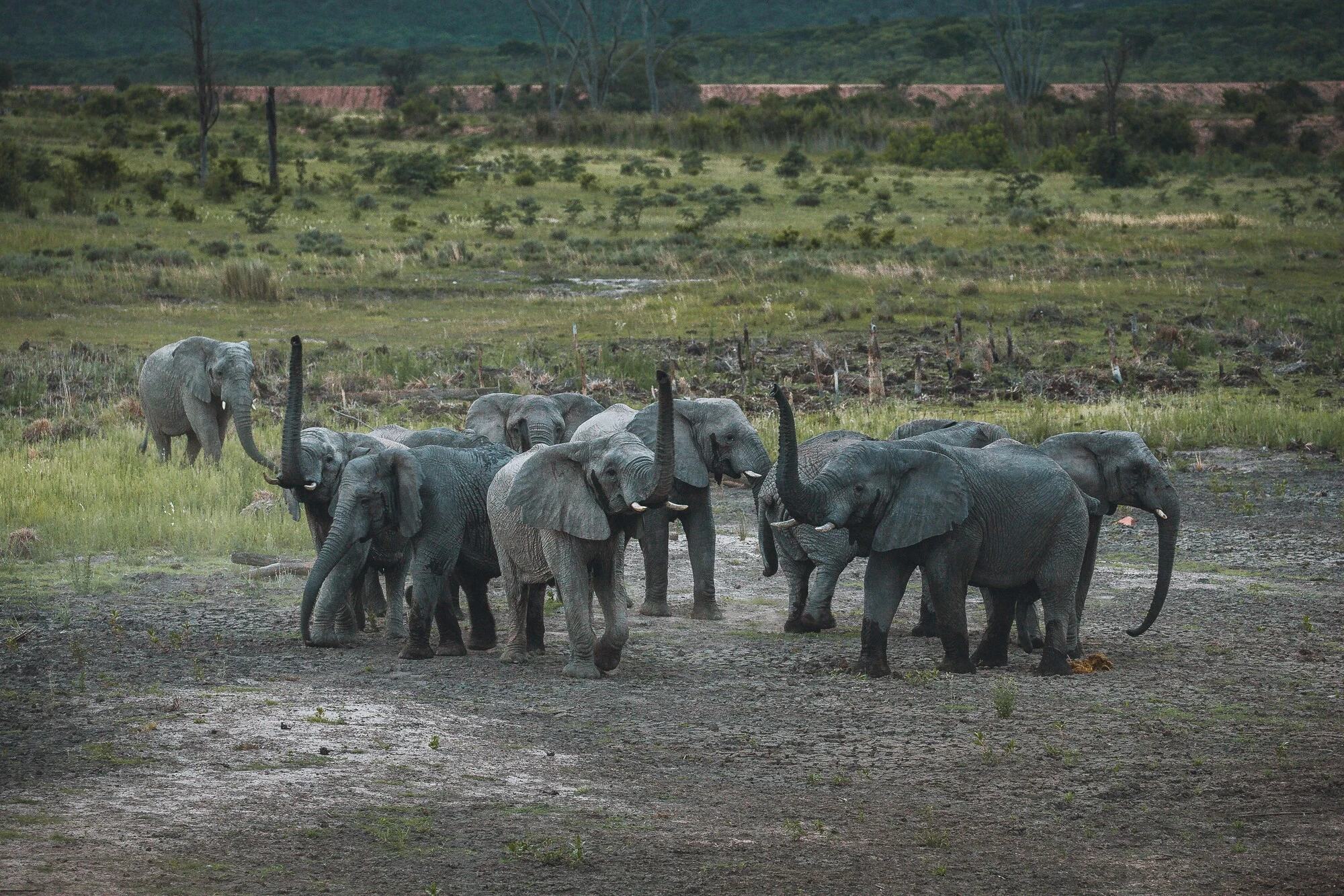 Safari vehicle watching giraffes on the savannah