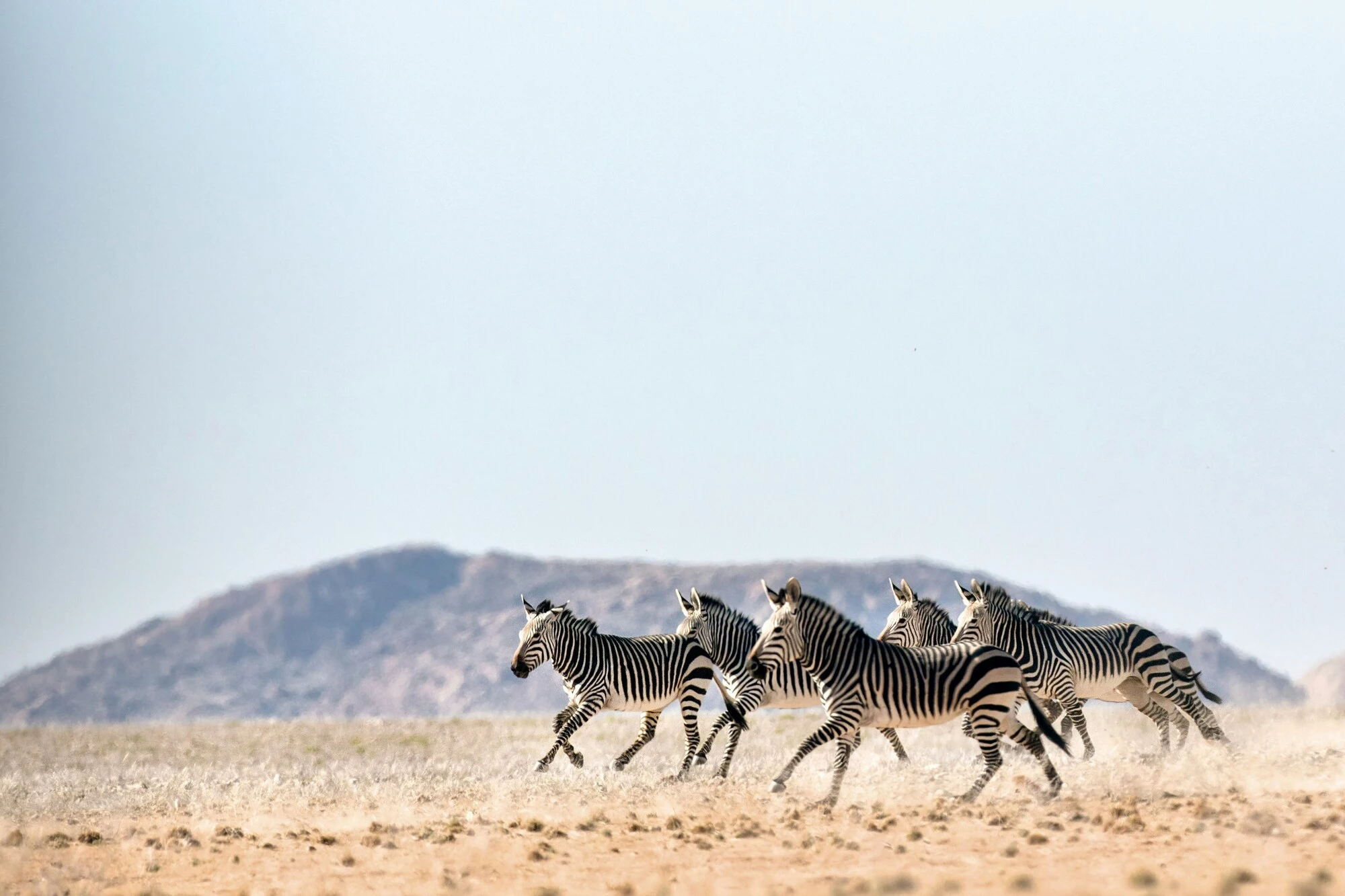 Elephants grazing with Mount Kilimanjaro in the background.