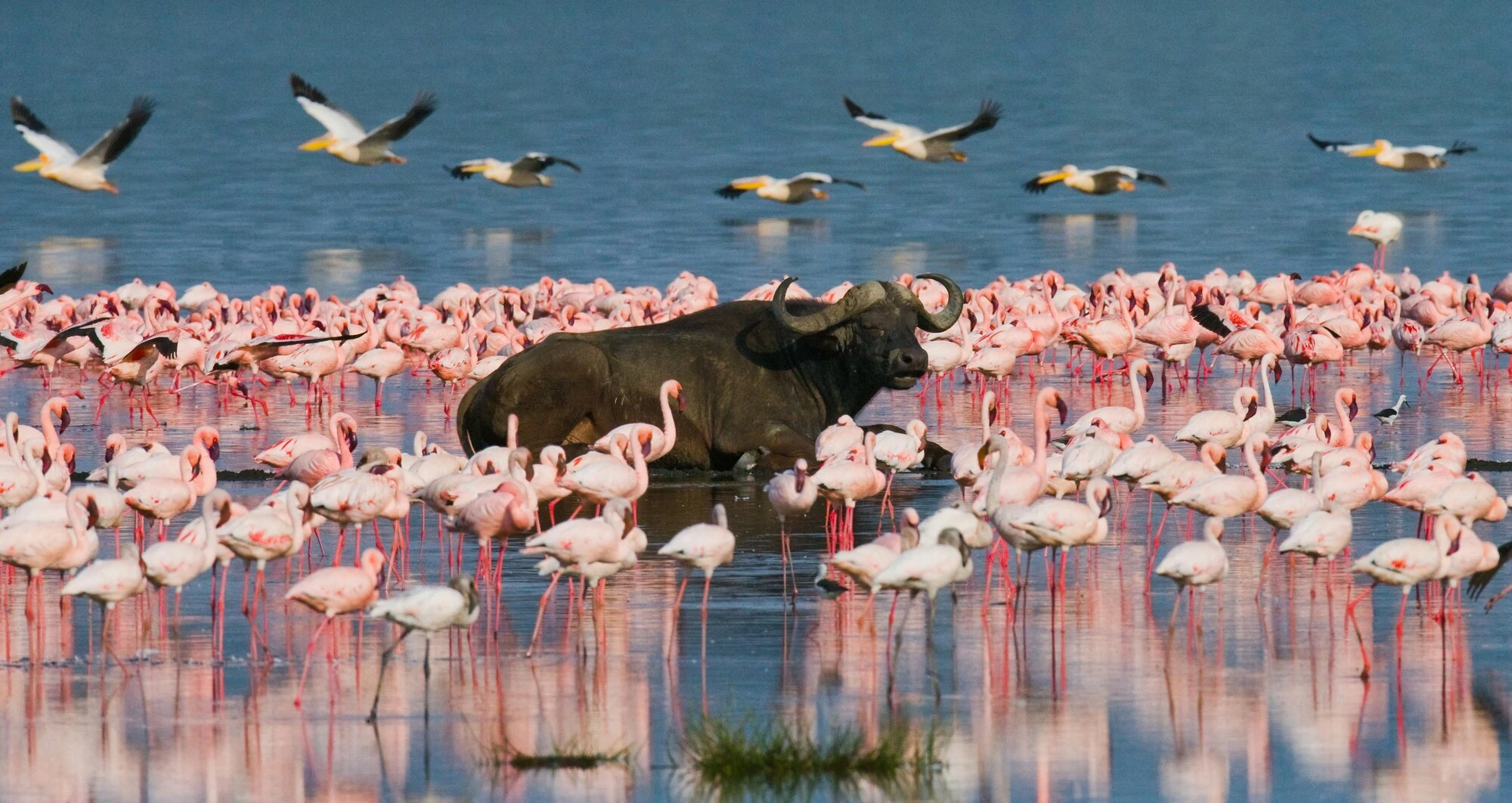 Flamingos at Lake Nakuru