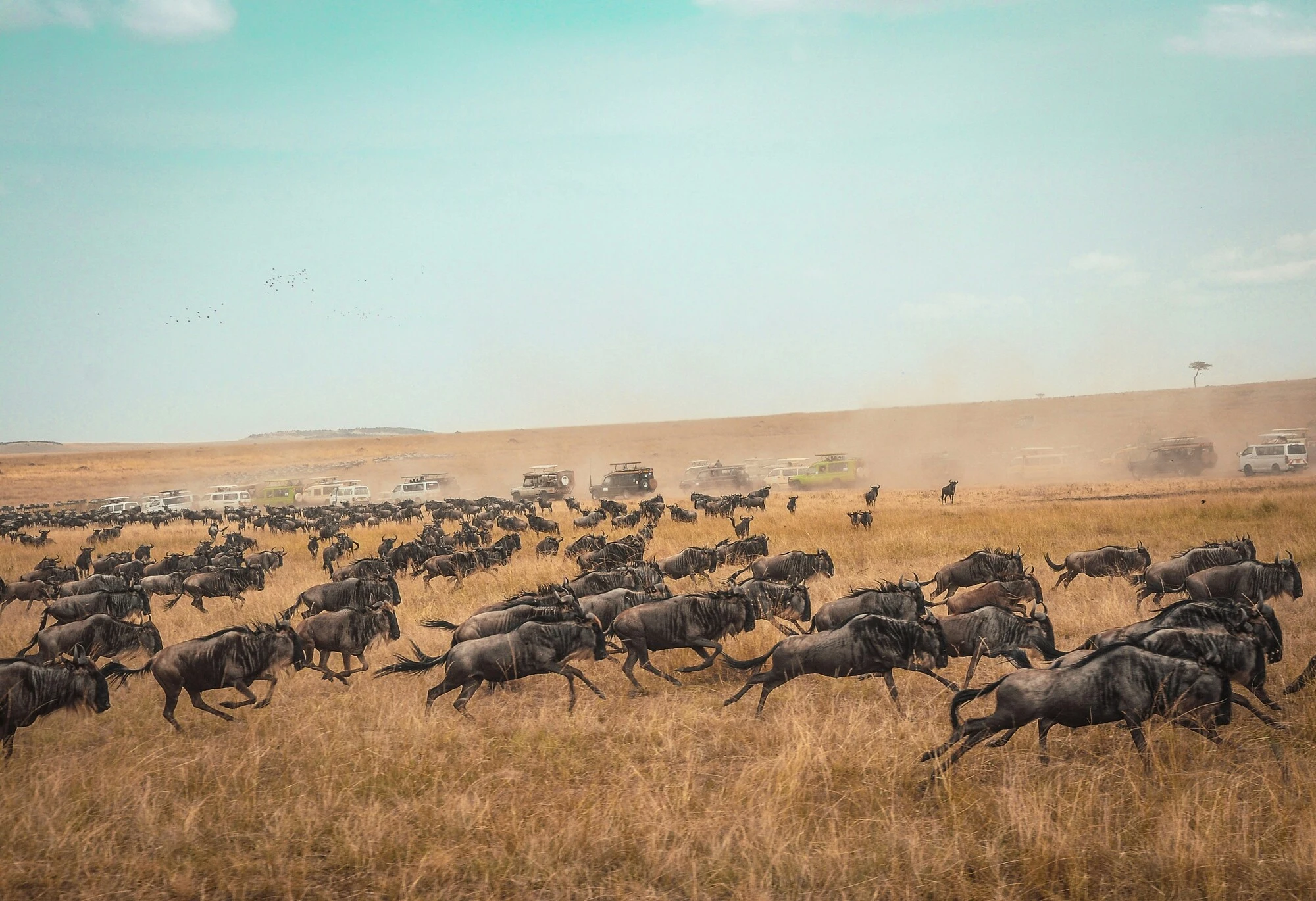 Elephants in Amboseli with Mount Kilimanjaro in the background
